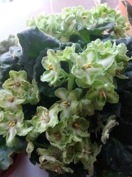  - Florile mele IUNIE 2017