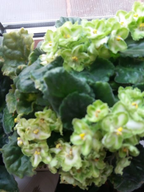  - Florile mele IUNIE 2017