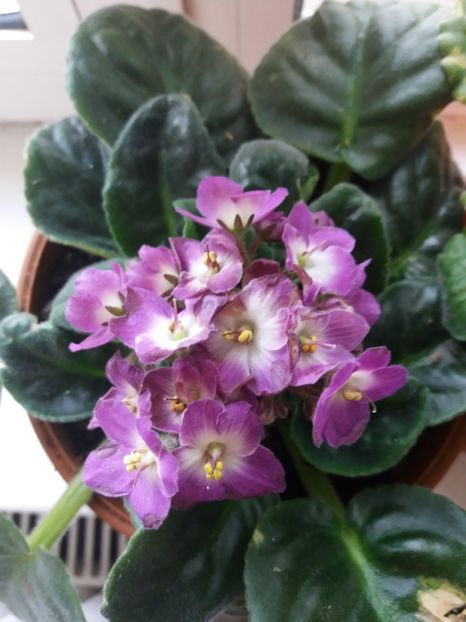  - Florile mele IUNIE 2017