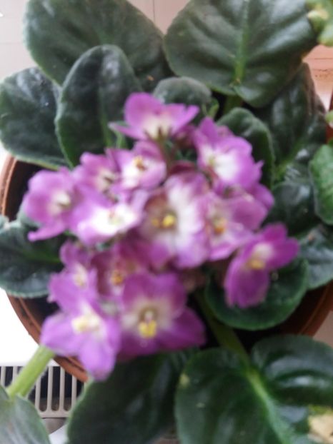  - Florile mele IUNIE 2017