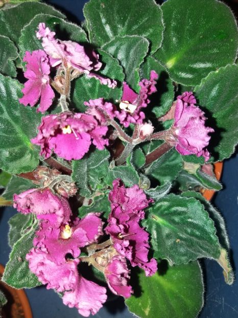  - Florile mele IUNIE 2017