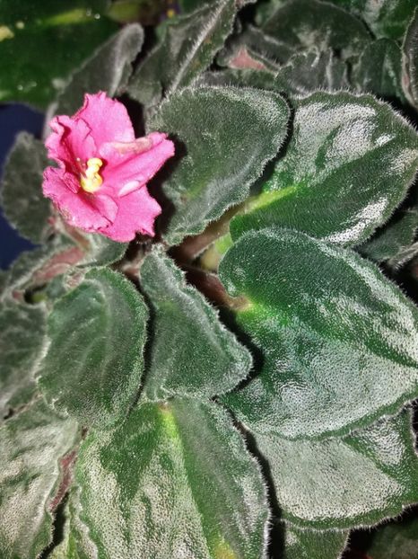  - Florile mele IUNIE 2017