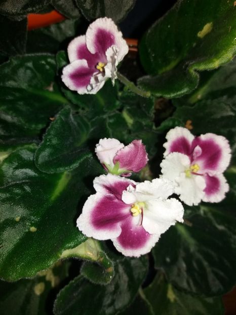  - Florile mele IUNIE 2017