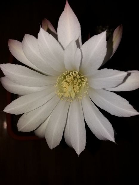  - Florile mele IUNIE 2017