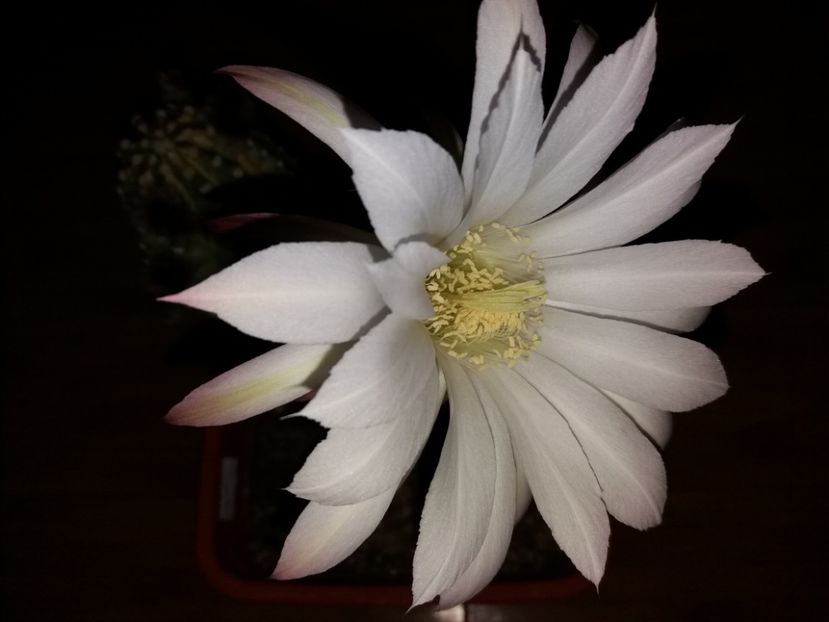  - Florile mele IUNIE 2017