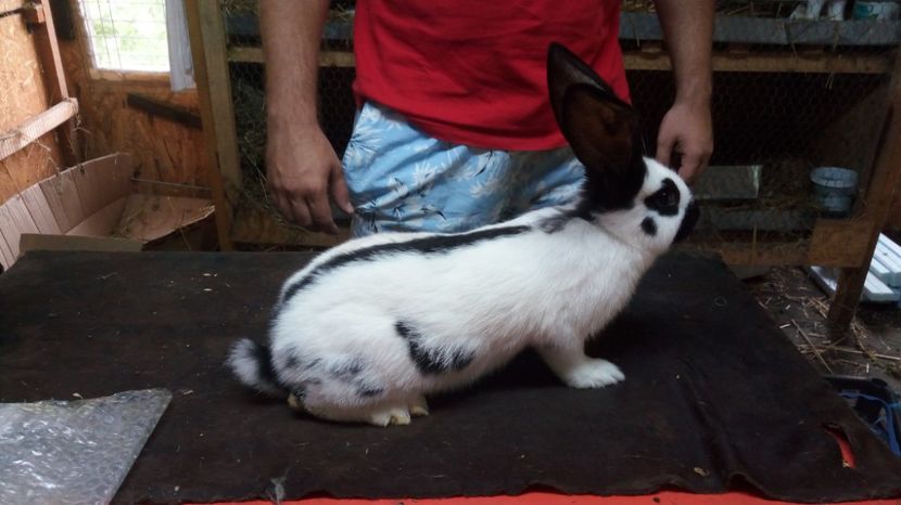 1498237741642-573694473 - Mascul 3-3 alb negru Ro20-47109