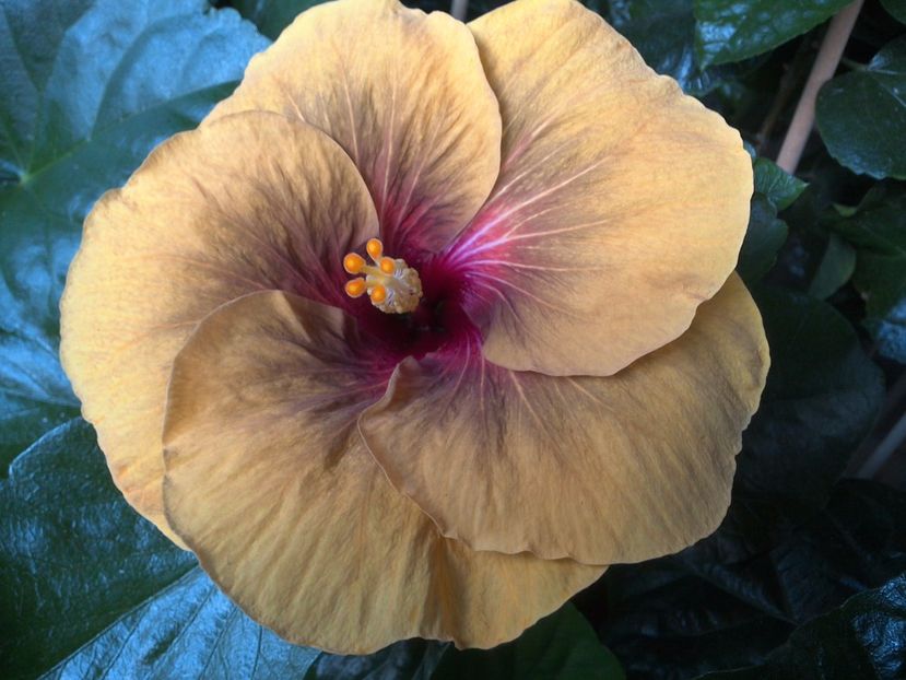 Tah.Dark Congo - 0Hibiscus in colectie infloriti