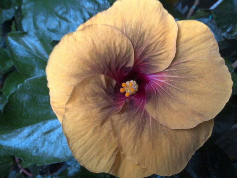 WIN_20170623_181704 - Tahitian Dark Congo