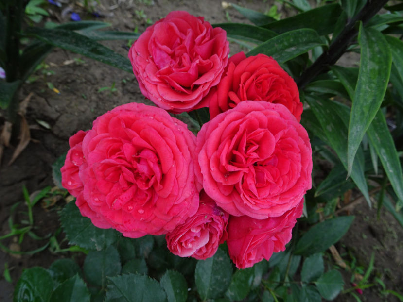  - Crimson Flower Circus