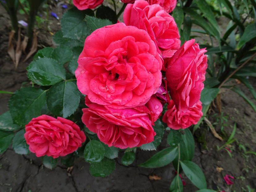  - Crimson Flower Circus