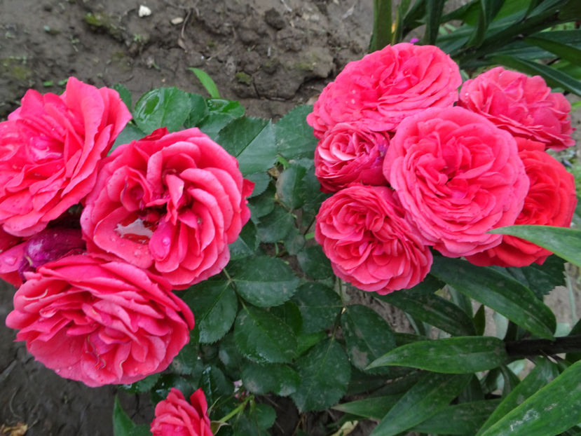  - Crimson Flower Circus