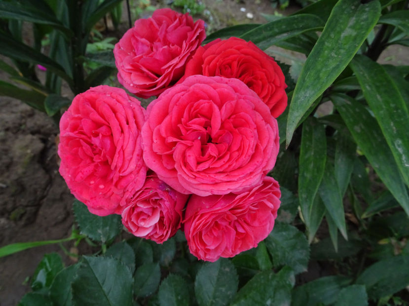  - Crimson Flower Circus