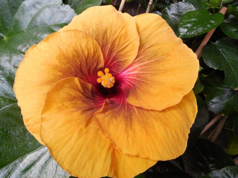  - Tahitian Dark Congo