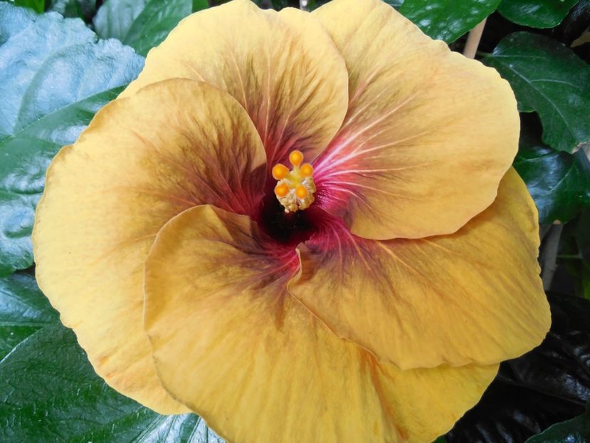  - Tahitian Dark Congo