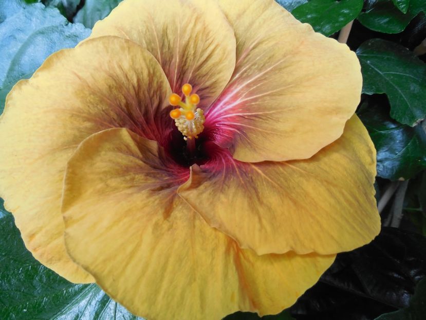  - Tahitian Dark Congo