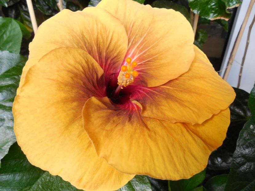  - Tahitian Dark Congo