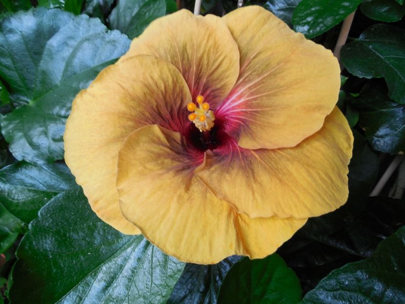  - Tahitian Dark Congo