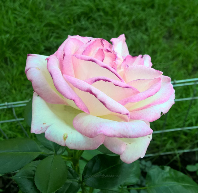 valynedelcu@yahoo.com peisaje0099 - Trandafiri