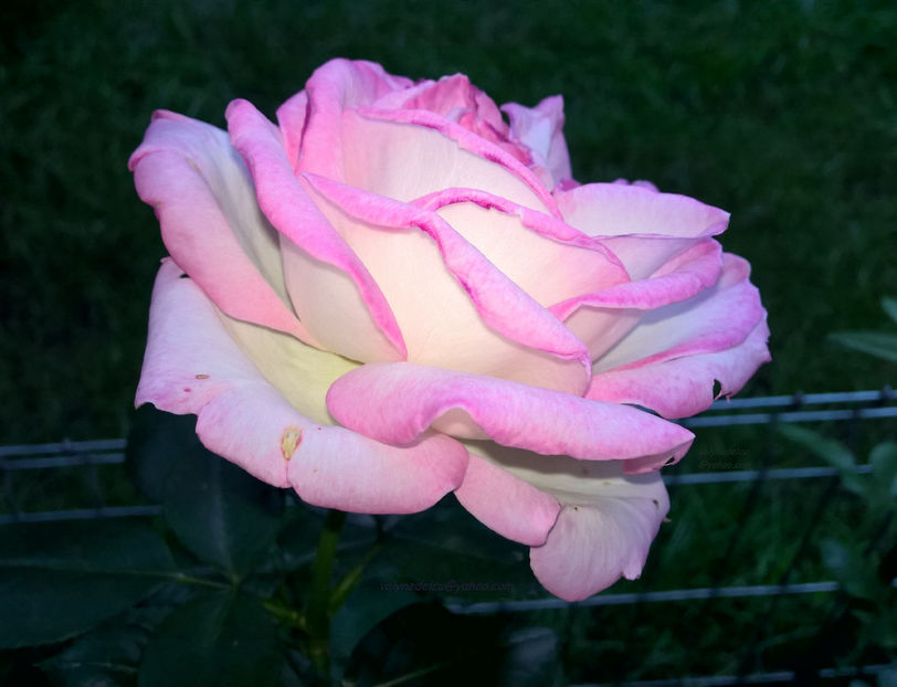 valynedelcu@yahoo.com peisaje0095 - Trandafiri