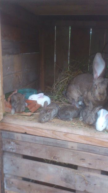  - Cuib ugg 03-06-2017