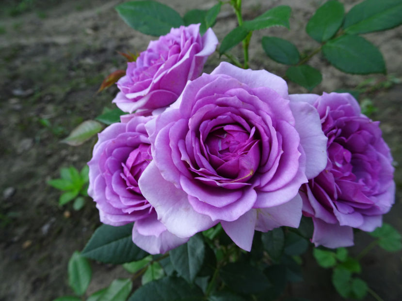  - Lavender Flower Circus