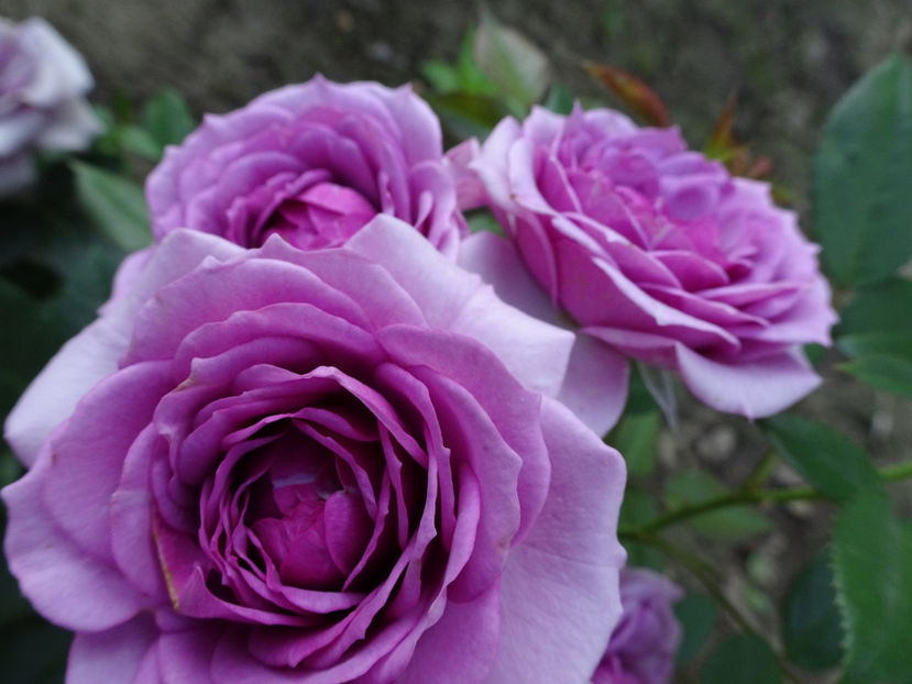  - Lavender Flower Circus