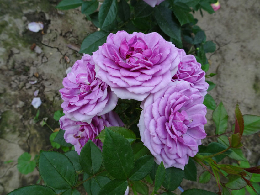  - Lavender Flower Circus