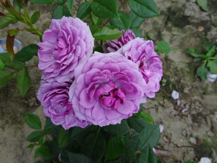  - Lavender Flower Circus