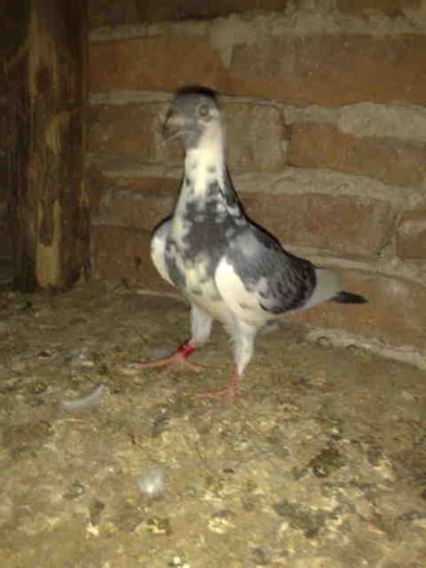 141-oprit eu - X-Porumbei vinduti