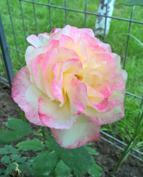 valynedelcu@yahoo.com peisaje0084 - Trandafiri