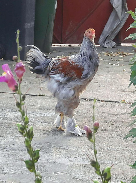 Gulliver - a__Pui si tineret brahma 2017