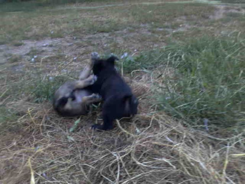  - Caini de sobolani-dihori-paza