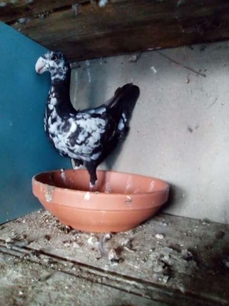 received_1856061391386983 - PUI 2017