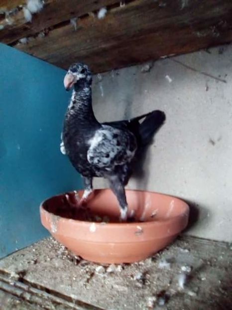 received_1856061314720324 - PUI 2017