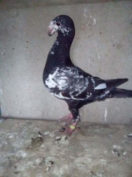 received_1856109241382198 - PUI 2017