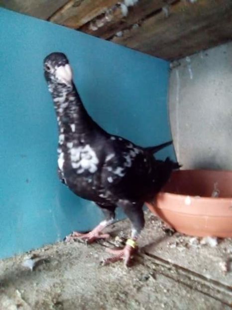 received_1856061358053653 - PUI 2017