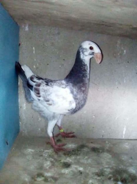 received_241910966305336 - PUI 2017