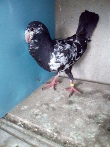 received_1854078888251900 - PUI 2017