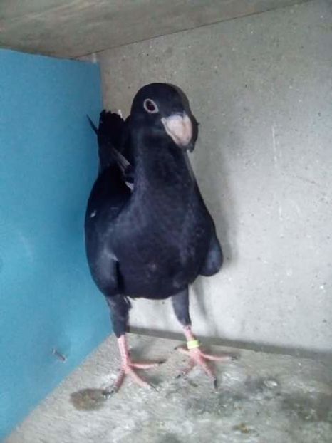 received_1854078191585303 - PUI 2017