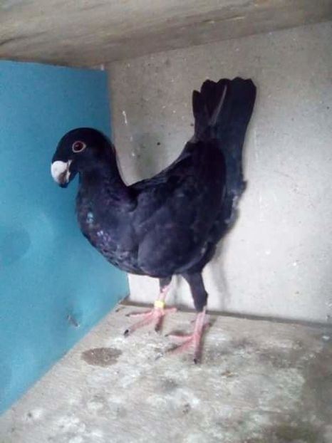 received_1854078128251976 - PUI 2017