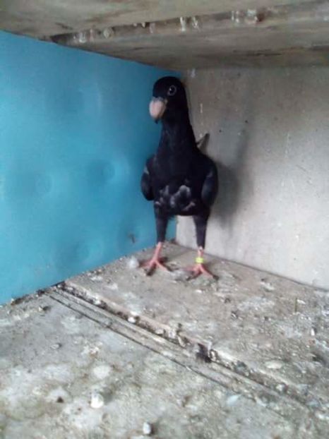 received_1851312371861885 - PUI 2017