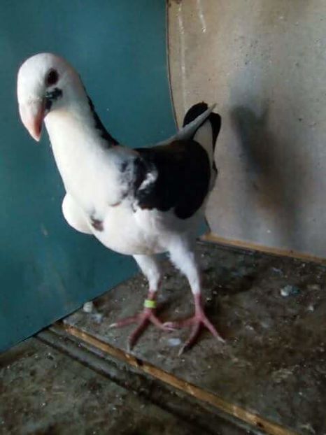 received_1845593845767071 - PUI 2017