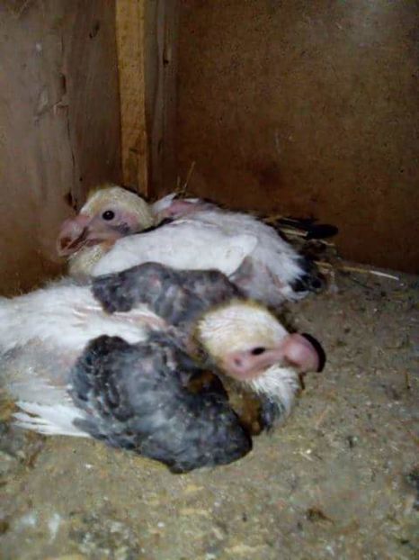 received_1851312575195198 - PUI 2017