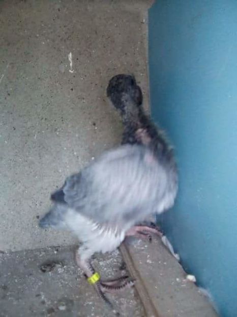 received_1824464934546629 - PUI 2017