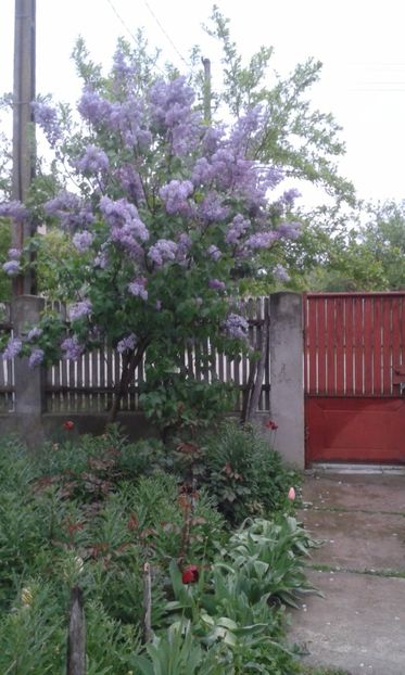  - A Flori in curte 2017