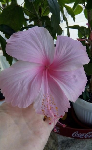 Dainty pink - Hibiscus 2017