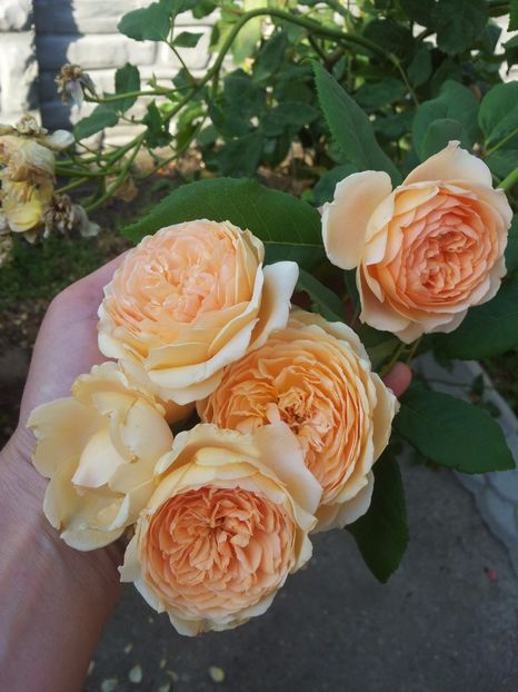  - Crown Princess Margareta