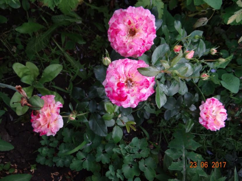 Camile Pissaro - Iunie