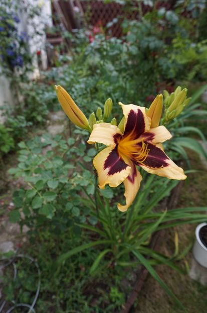 Wild Horses - Hemerocallis 2017