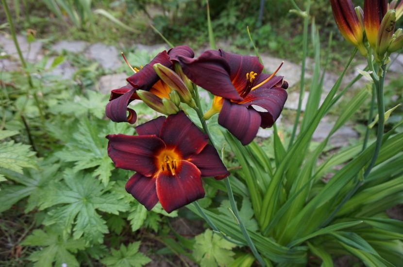 Ed Murray - Hemerocallis 2017